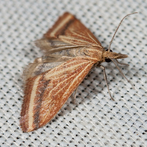 Yellow-veined Moth photo 4