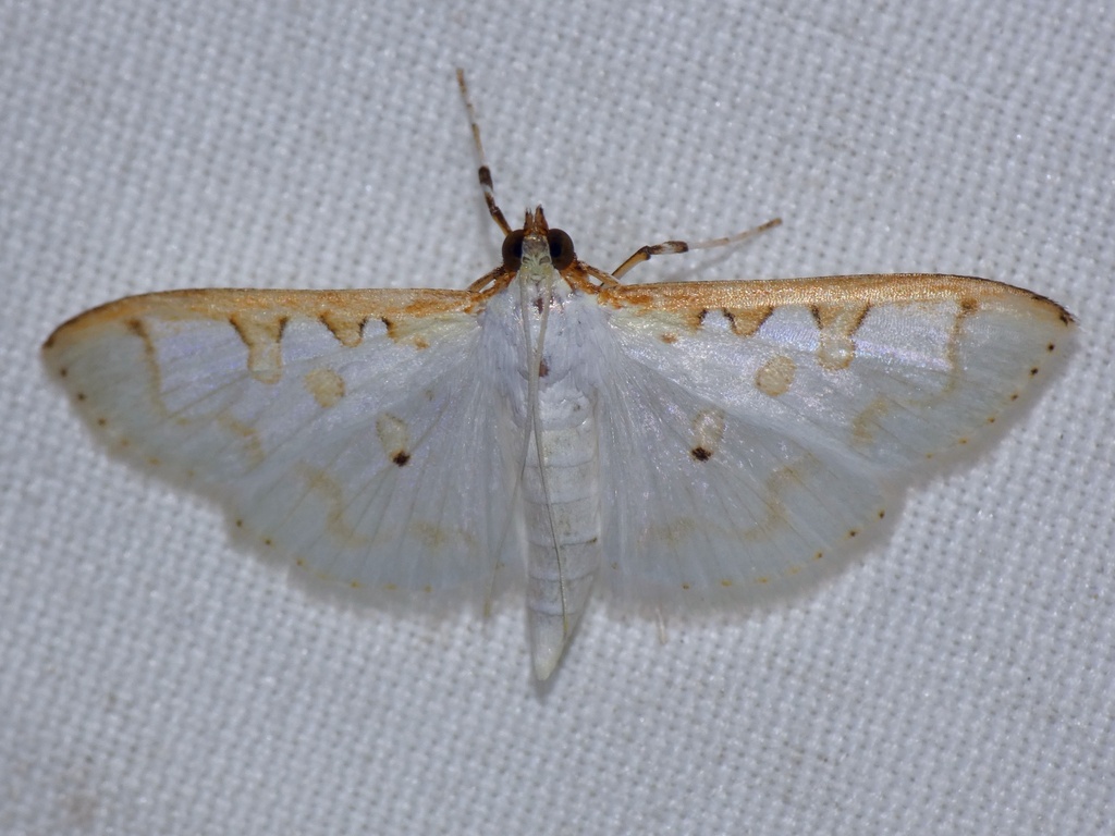 Palpita austrannulata