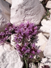 Thymus calcareus