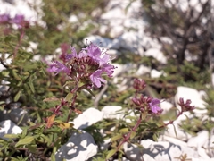 Thymus calcareus