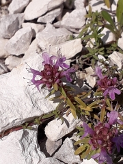 Thymus calcareus