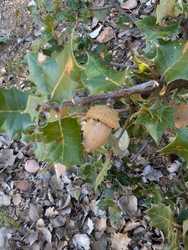 Quercus chrysolepis × palmeri