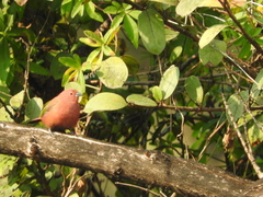 Lagonosticta rhodopareia