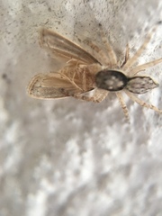 Menemerus bivittatus