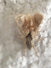 Menemerus bivittatus