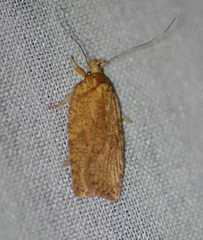 Agonopterix thelmae