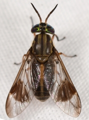 Chrysops univittatus