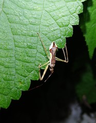 Epidaus