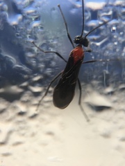 Hymenoptera