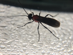 Hymenoptera