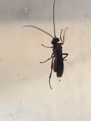 Hymenoptera