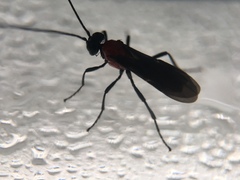 Hymenoptera