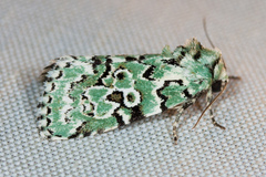 Bryolymnia viridata