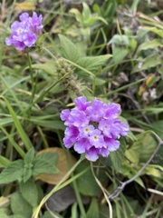 Lantana rugulosa, photograph (c) Ingvild Riska, some rights reserved (CC BY)