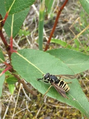 Temnostoma excentrica