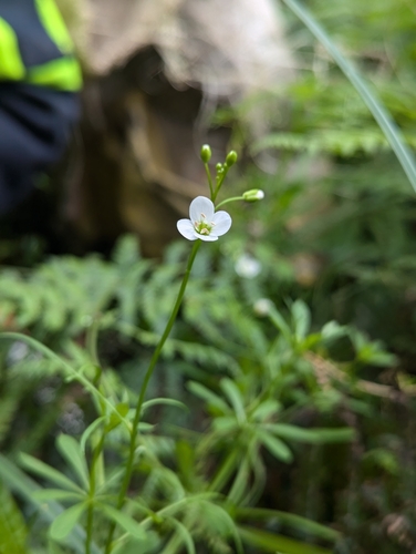 Cardamine tenuifolia observed 2024-11-14