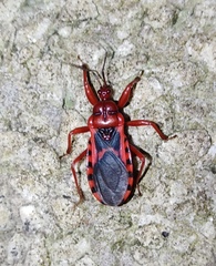 Haematoloecha nigrorufa