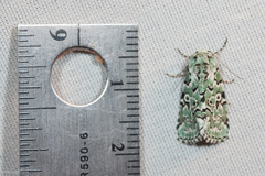 Bryolymnia viridata