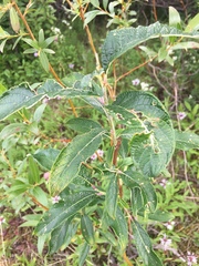 Salix alaxensis