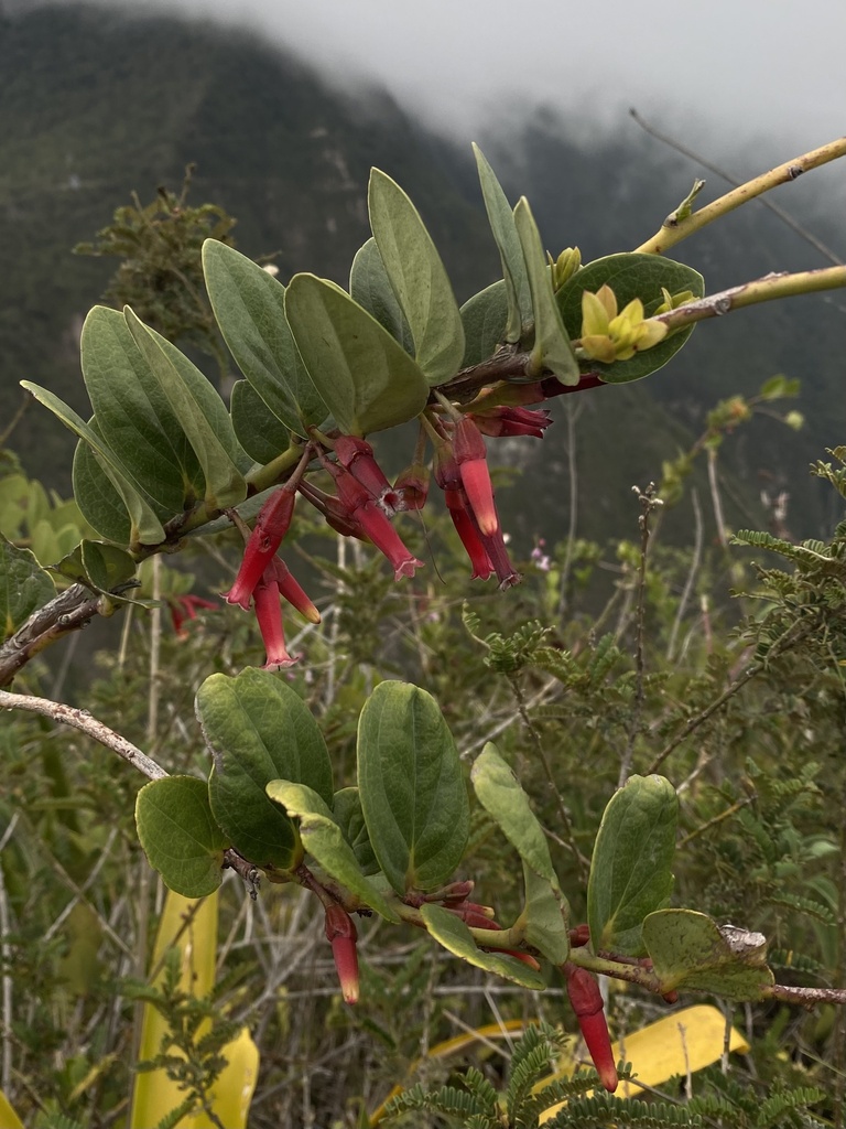Macleania cordifolia; photograph Ingvild Riska, CC BY, iNaturalist via GBIF