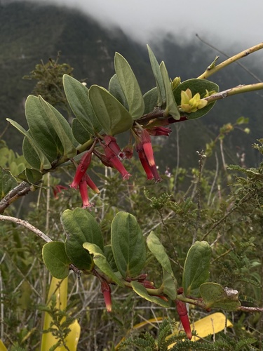 Macleania cordifolia