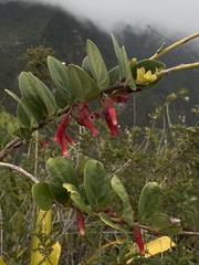 Macleania cordifolia