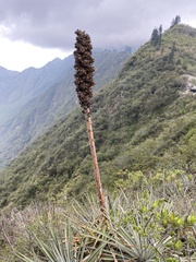 Puya glomerifera, photograph (c) Ingvild Riska, some rights reserved (CC BY)