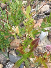 Salix athabascensis