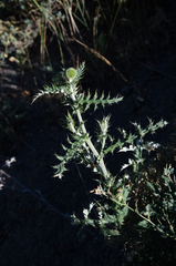 Echinops armatus