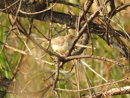 Cisticola chiniana