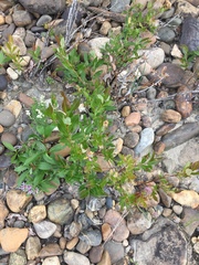 Salix athabascensis