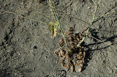 Crambe koktebelica