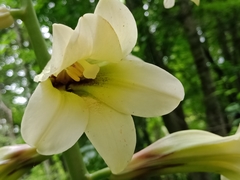 Cardiocrinum cordatum