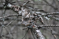 Lobaria hallii