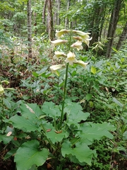 Cardiocrinum cordatum