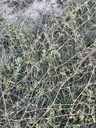 Image of Kallstroemia parviflora by (c) Sam Kieschnick, some rights reserved (CC BY)