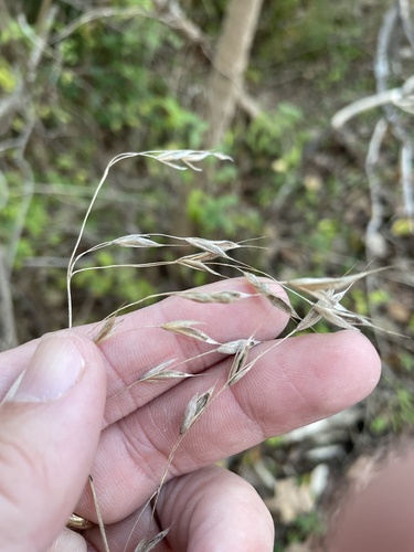 Image of Bromus pubescens by (c) Sam Kieschnick, some rights reserved (CC BY)