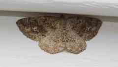 Homochlodes disconventa