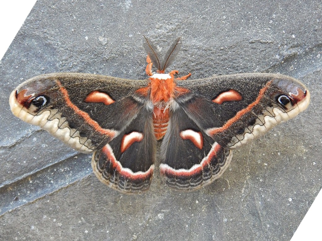 Cecropia Moth Common Moth And Butterflies Of Indiana · Inaturalist