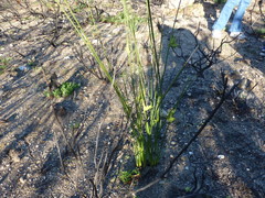 Bobartia longicyma