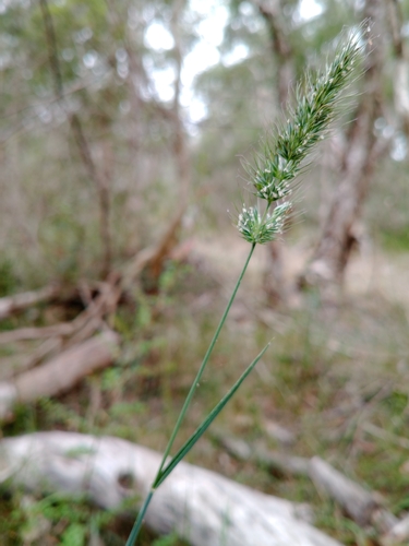 Image of Echinopogon caespitosus by (c) Carl Ramirez, some rights reserved (CC BY)