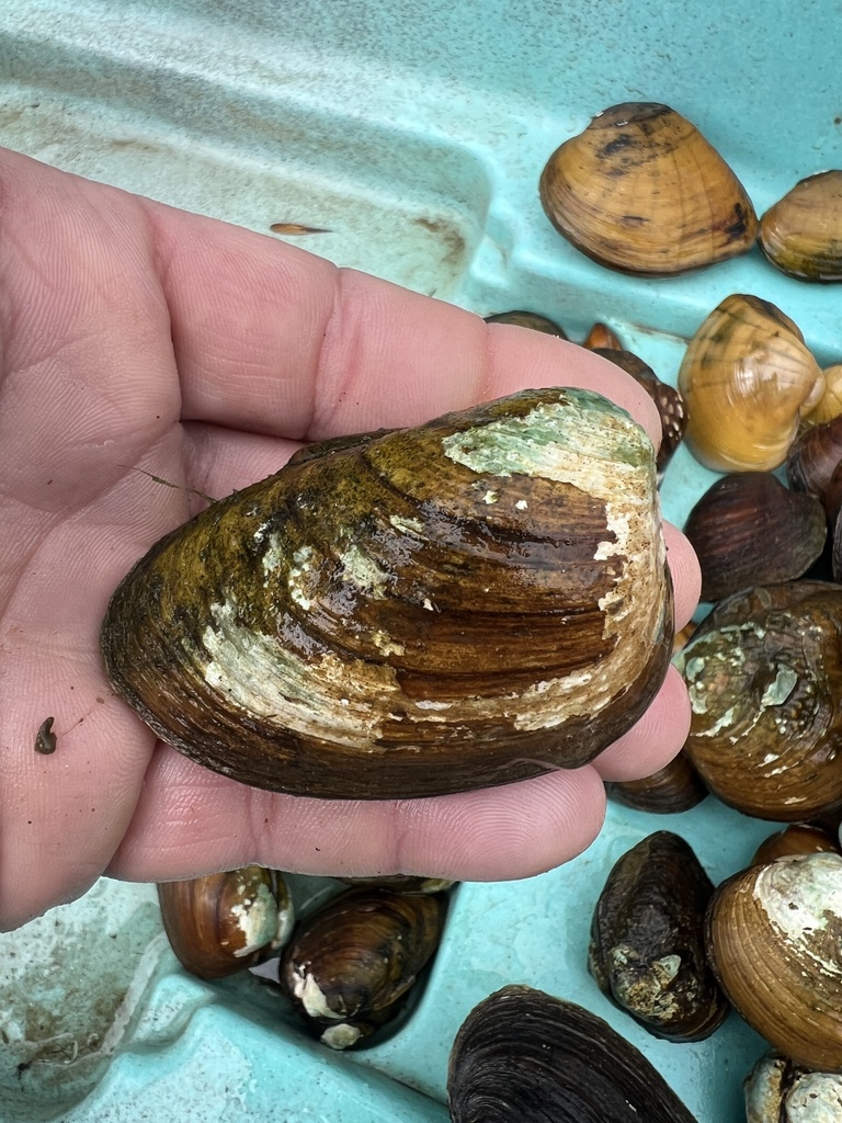 Southern Clubshell in November 2024 by Jesseholifield · iNaturalist