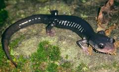 Plethodon amplus
