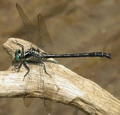 Stenogomphurus rogersi