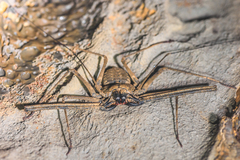 Phrynichus orientalis