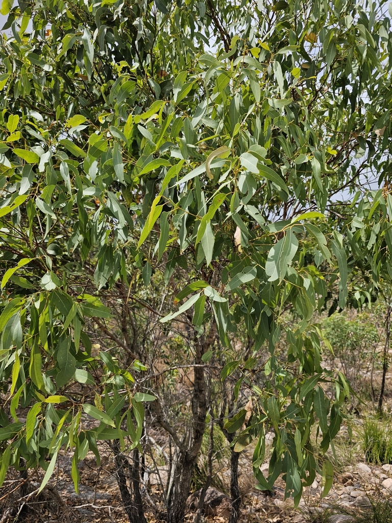 Eucalyptus paedoglauca L.A.S.Johnson & Blaxell