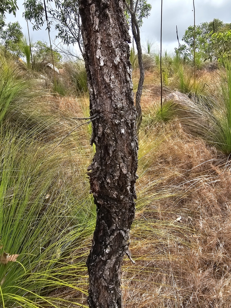 Eucalyptus paedoglauca L.A.S.Johnson & Blaxell 2