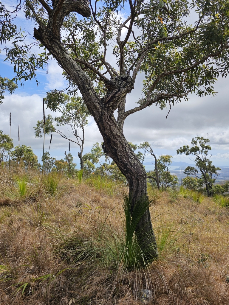 Eucalyptus paedoglauca L.A.S.Johnson & Blaxell 3