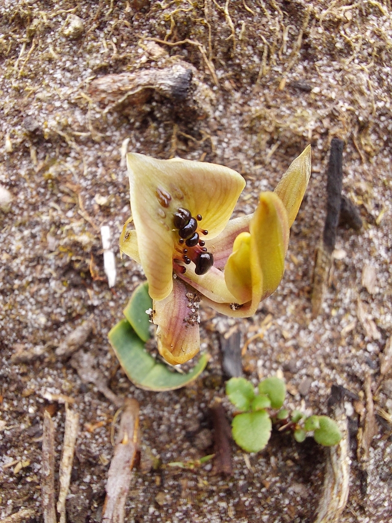 Chiloglottis gunnii