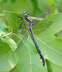 Stenogomphurus consanguis
